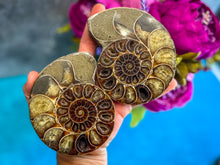 Load image into Gallery viewer, Polished Ammonite Pairs, Ethically Sourced Ammonite Halves
