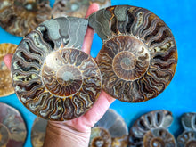 Load image into Gallery viewer, Polished Ammonite Pairs, Ethically Sourced Ammonite Halves
