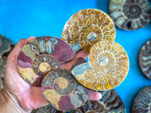 Load image into Gallery viewer, Polished Ammonite Pairs, Ethically Sourced Ammonite Halves
