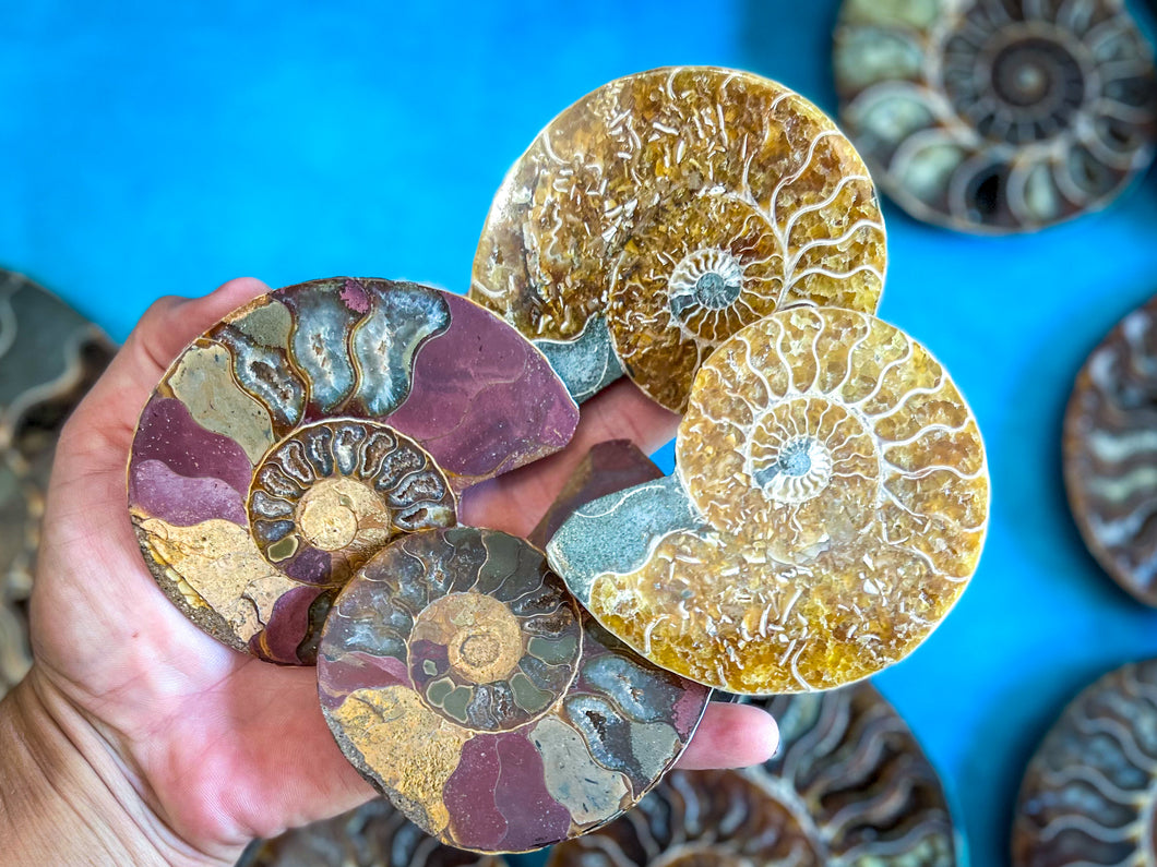 Polished Ammonite Pairs, Ethically Sourced Ammonite Halves