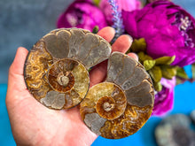 Load image into Gallery viewer, Polished Ammonite Pairs, Ethically Sourced Ammonite Halves
