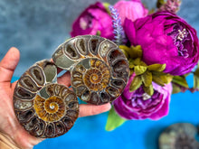 Load image into Gallery viewer, Polished Ammonite Pairs, Ethically Sourced Ammonite Halves
