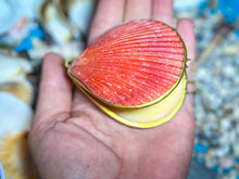 Load image into Gallery viewer, CREATRIX Solid Perfume, Botanical Natural Perfume in A Seashell Compact
