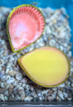 Load image into Gallery viewer, CREATRIX Solid Perfume, Botanical Natural Perfume in A Seashell Compact

