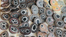 Load and play video in Gallery viewer, Septarian Nodule Pairs
