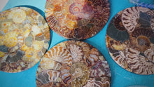 Load and play video in Gallery viewer, 4.75&quot; Polished Ammonite Coasters, Ethically Sourced Ammonite Disc, Ammonite Decor
