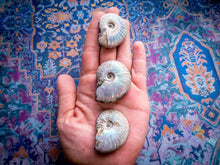 Load image into Gallery viewer, Ammonite Fossil with Rainbows - you choose size
