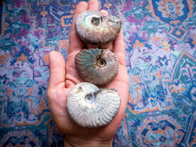 Load image into Gallery viewer, Ammonite Fossil with Rainbows - you choose size
