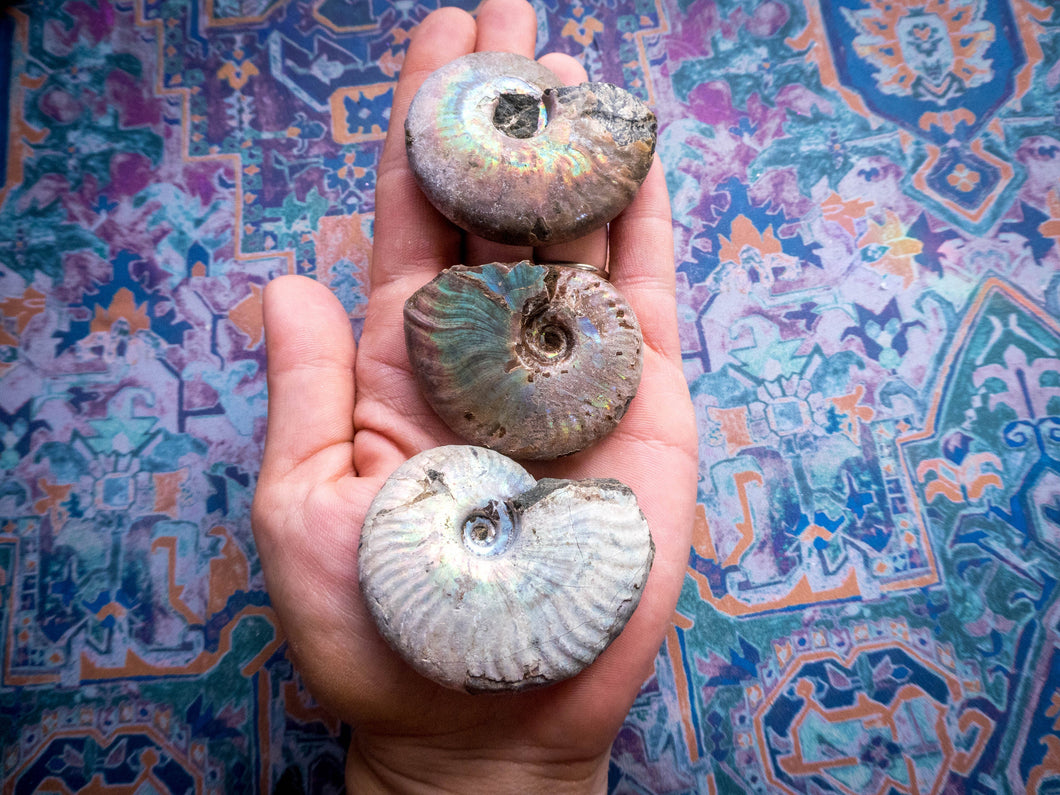 Ammonite Fossil with Rainbows - you choose size