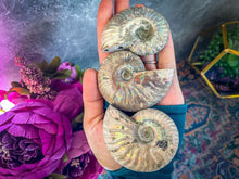Load image into Gallery viewer, Ammonite Fossil with Rainbows - you choose size
