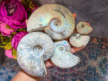 Load image into Gallery viewer, Ammonite Fossil with Rainbows - you choose size
