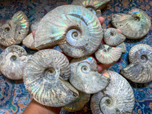 Load image into Gallery viewer, Ammonite Fossil with Rainbows - you choose size
