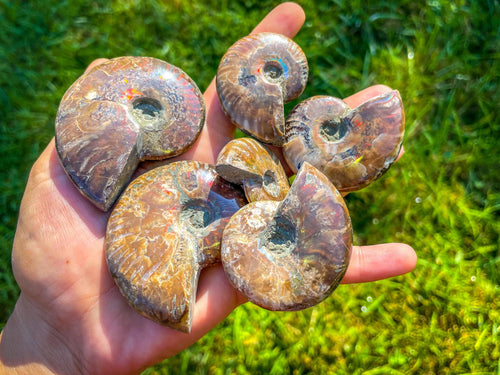 Fire Ammonite Fossil