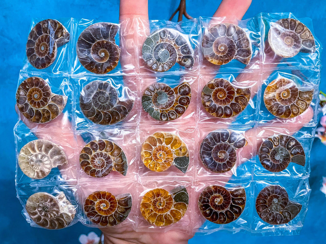 BULK Rainbow Ammonite Fossil Pairs