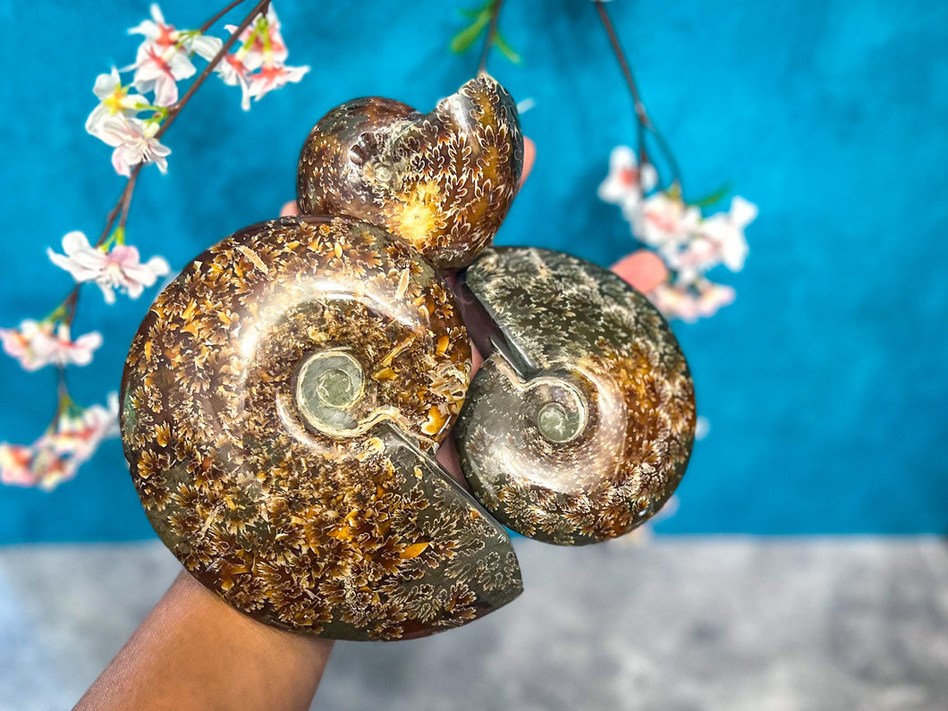 Large Ammonite Fossils