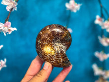 Load image into Gallery viewer, Large Ammonite Fossils
