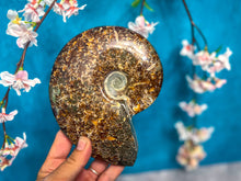 Load image into Gallery viewer, Large Ammonite Fossils
