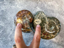 Load image into Gallery viewer, Large Ammonite Fossils
