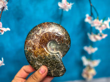 Load image into Gallery viewer, Large Ammonite Fossils
