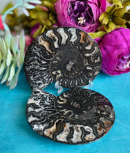 Load image into Gallery viewer, Black Ammonite Pair
