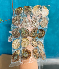 Load image into Gallery viewer, BULK Rainbow Ammonite Fossil Pairs
