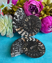 Load image into Gallery viewer, Black Ammonite Pair
