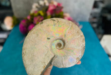 Load image into Gallery viewer, Giant Rainbow Ammonite
