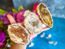 Load image into Gallery viewer, Petrified Wood SLICES or Slabs
