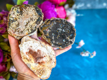 Load image into Gallery viewer, Petrified Wood SLICES or Slabs
