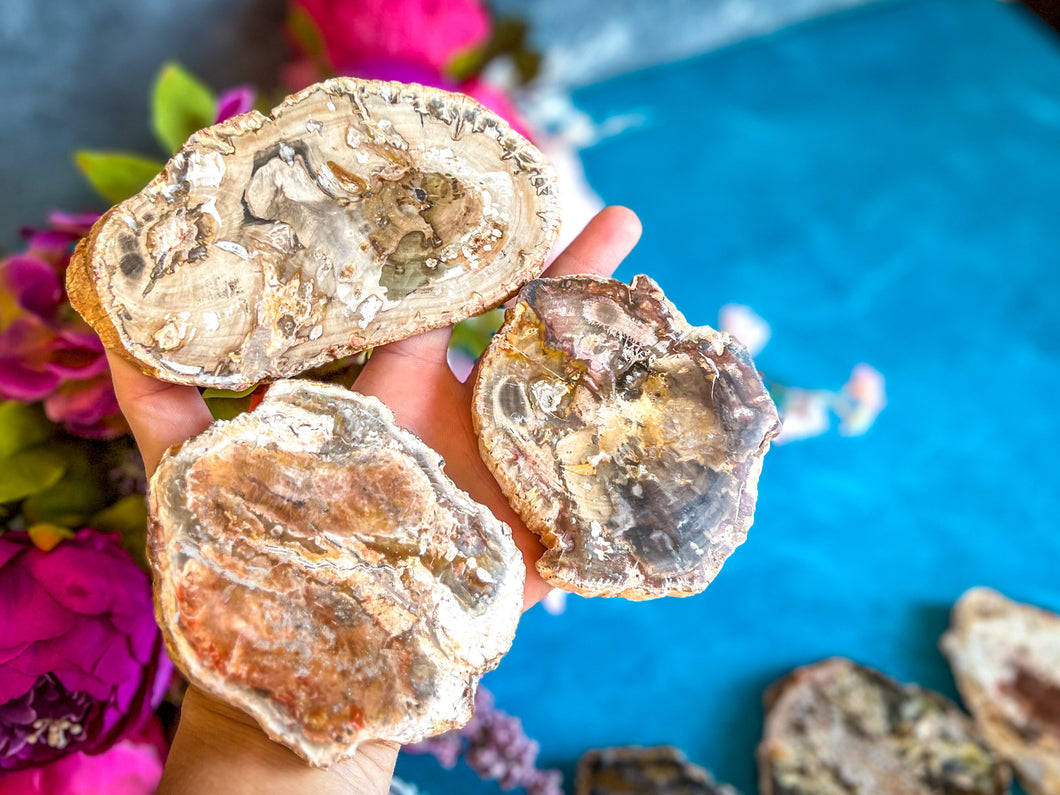 Petrified Wood SLICES or Slabs