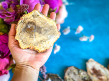 Load image into Gallery viewer, Petrified Wood SLICES or Slabs
