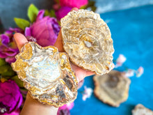 Load image into Gallery viewer, Petrified Wood SLICES or Slabs
