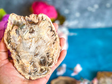 Load image into Gallery viewer, Petrified Wood SLICES or Slabs
