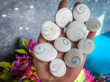 Load image into Gallery viewer, Round Shiva Eye Shells, Spiral Shells
