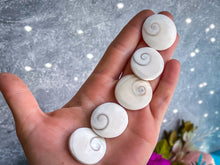 Load image into Gallery viewer, Round Shiva Eye Shells, Spiral Shells
