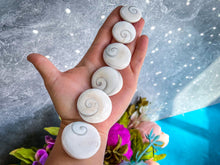 Load image into Gallery viewer, Round Shiva Eye Shells, Spiral Shells
