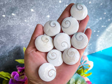 Load image into Gallery viewer, Round Shiva Eye Shells, Spiral Shells
