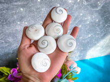 Load image into Gallery viewer, Round Shiva Eye Shells, Spiral Shells
