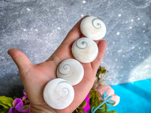 Load image into Gallery viewer, Round Shiva Eye Shells, Spiral Shells
