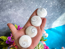 Load image into Gallery viewer, Round Shiva Eye Shells, Spiral Shells
