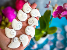 Load image into Gallery viewer, Shiva Eye Shells, Spiral Shells
