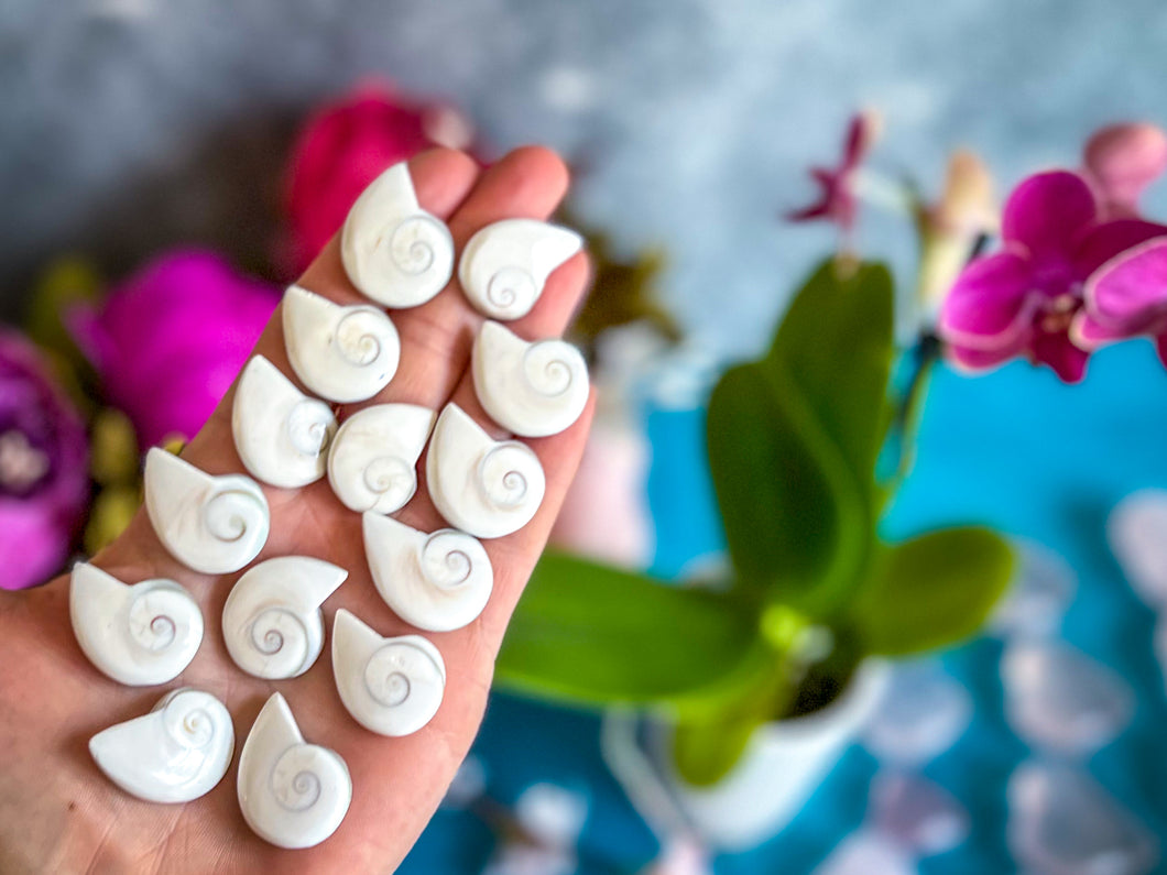 Shiva Eye Shells, Spiral Shells